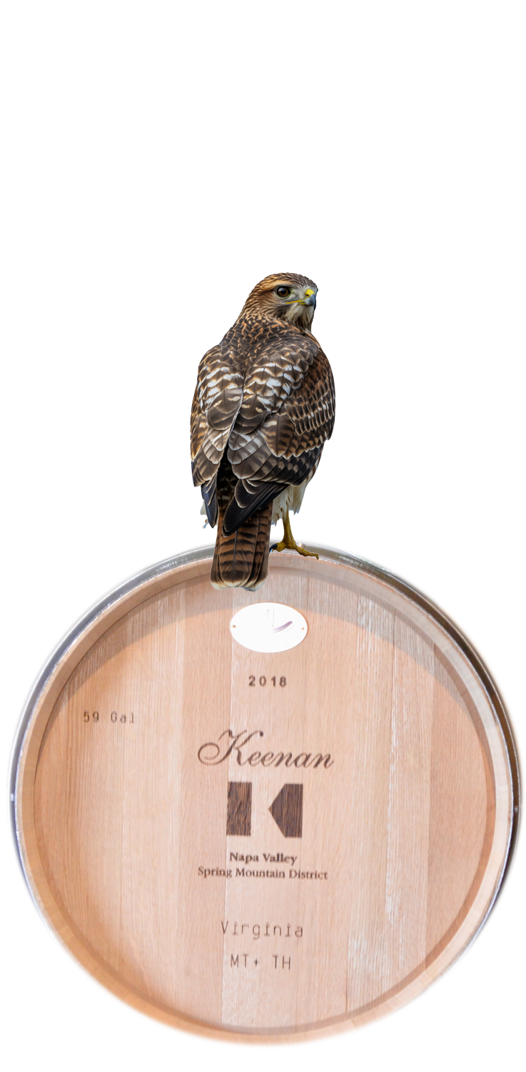Product Image for 2024 Cabernet Sauvingon, Red-Tailed Hawk