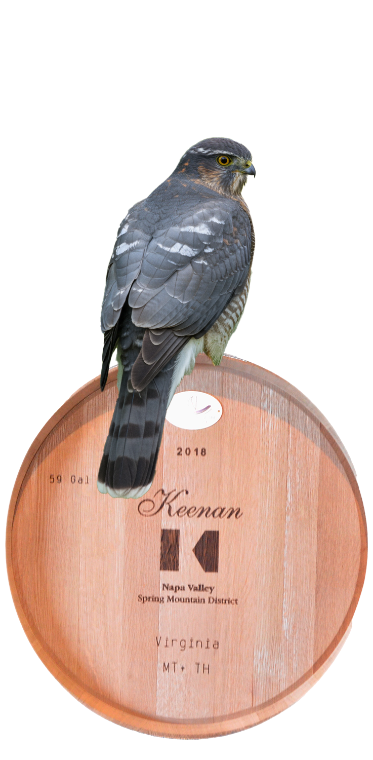 Product Image for 2024 Cabernet Sauvingon, Sharp-Shinned Hawk